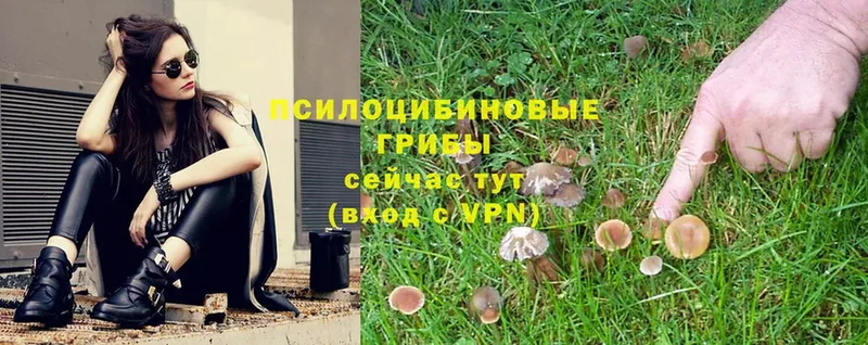 Галлюциногенные грибы Psilocybe  Десногорск 